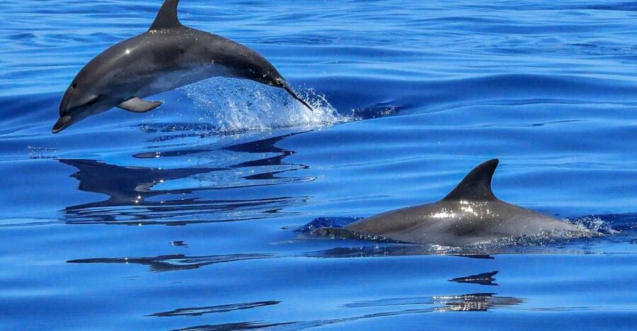 Lisbon: Tagus River Cruise to the Ocean & Dolphin Watching - From Sul e Sueste to the Wide Tagus