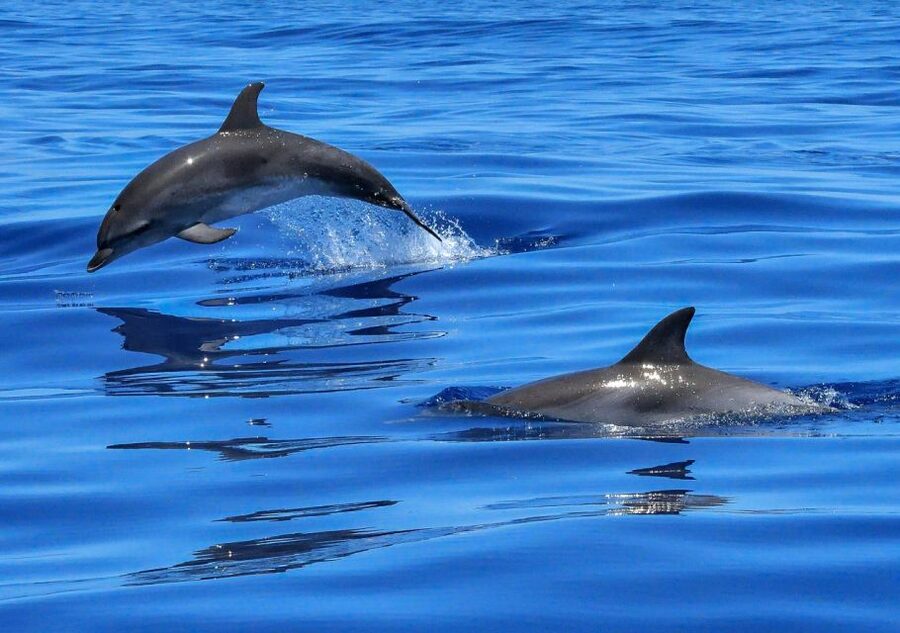 Lisbon: Tagus River Cruise to the Ocean & Dolphin Watching - Trafaria and the Route Toward the Ocean