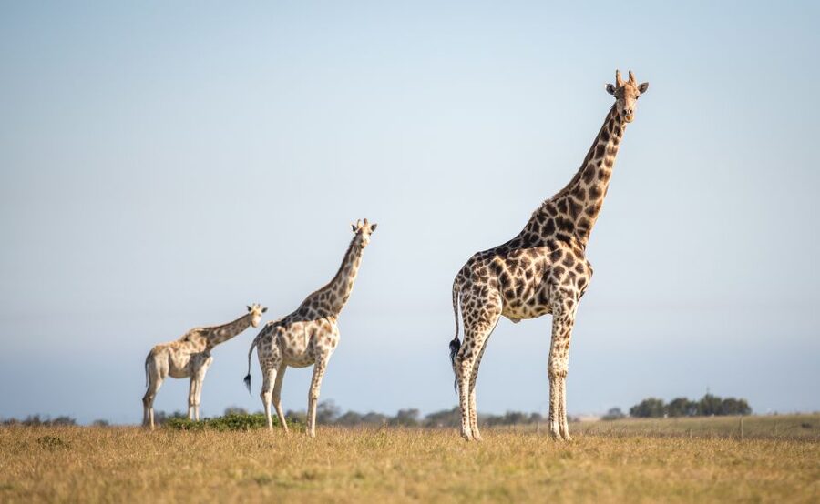 Little Brak River: Botlierskop Guided Game Drive - Key points to know before you go