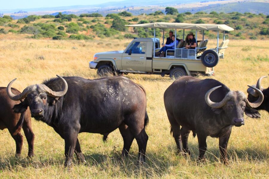 Little Brak River: Botlierskop Guided Game Drive - Three hours on rough ground