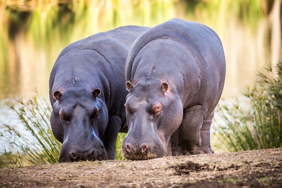 Little Brak River: Botlierskop Guided Game Drive - Arriving at the reserve and meeting your guide