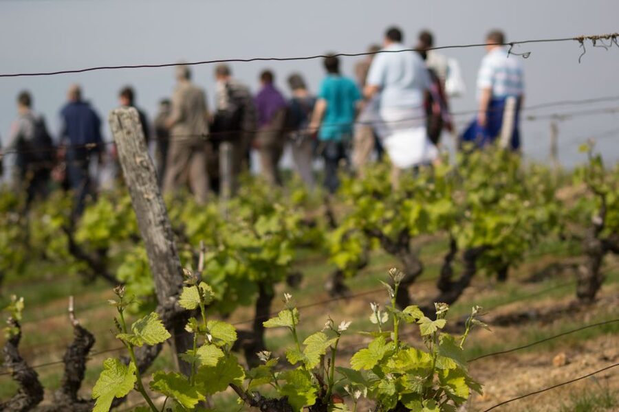 Loire Valley: Vouvray Vineyard Tour and Wine Tasting - Key points to know before you book