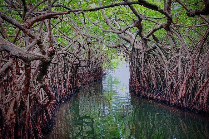 Madu River Boat Safari Balapitiya - Timing, weather, and practical planning