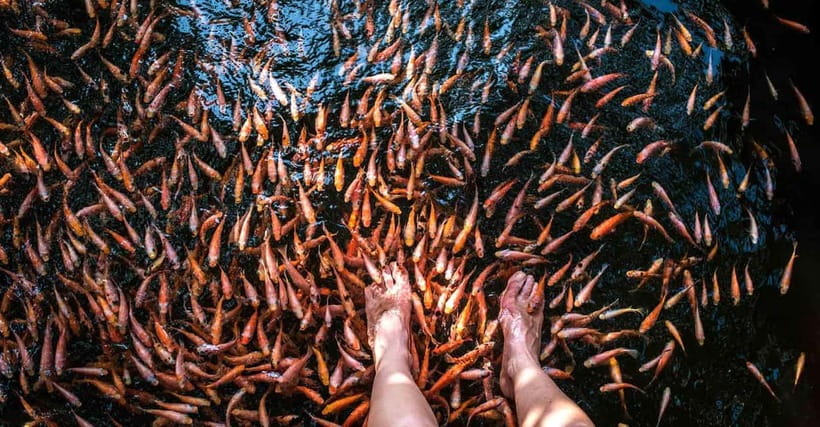 Madu River Boat Tour and Cinnamon Garden visit - Meeting point and timing tips