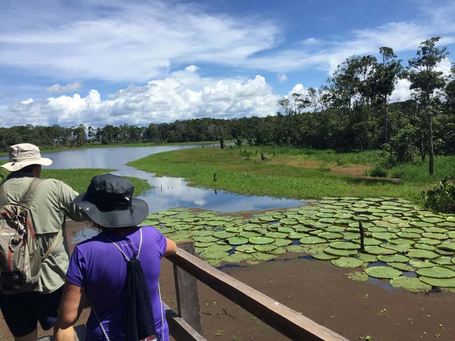 Manaus: 2-Day River Tour With Overnight Stay - Swimming near pink river dolphins