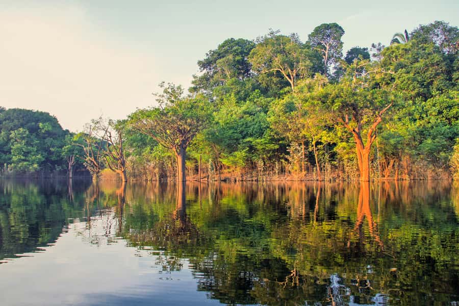 Manaus: Amazon Jungle Half-Day Walking Tour - A forest walk built around useful plants