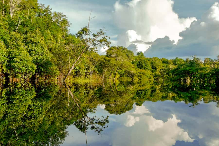 Manaus: Amazon Jungle Half-Day Walking Tour - Why the small group matters