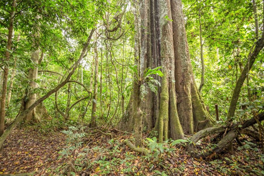 Manaus: Amazon Jungle Half-Day Walking Tour - Is $150 a fair price?