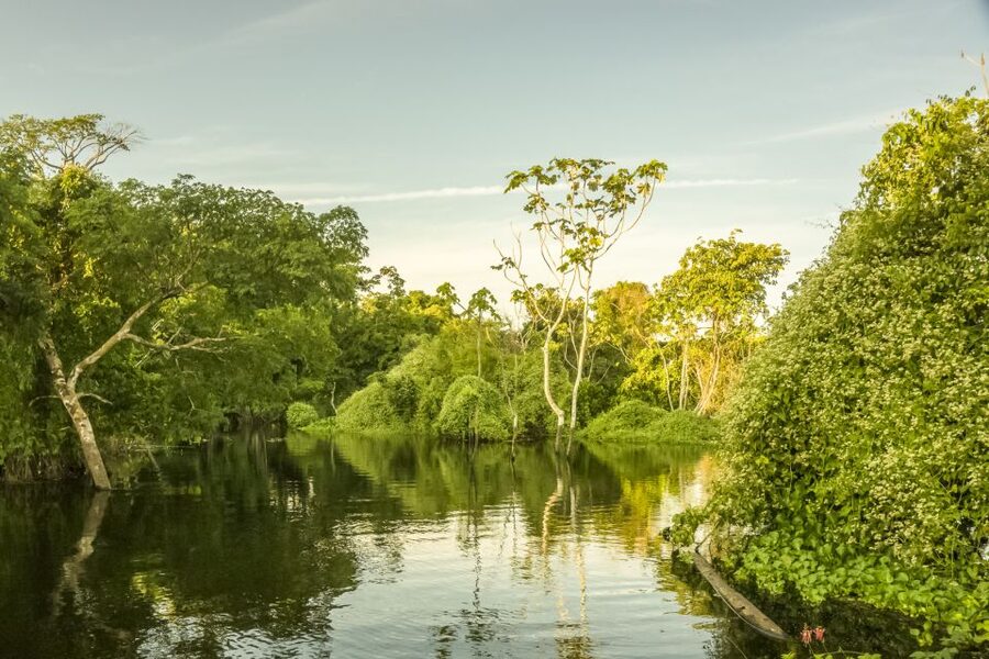 Manaus: Amazon Jungle Half-Day Walking Tour - Cancellation and booking details