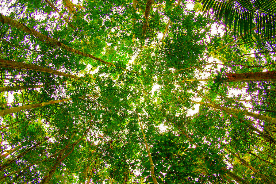 Manaus: Amazon Jungle Half-Day Walking Tour - Wildlife, with realistic expectations