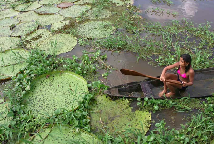 Manaus: Full-Day Tour on the Amazon River - A generous regional buffet lunch