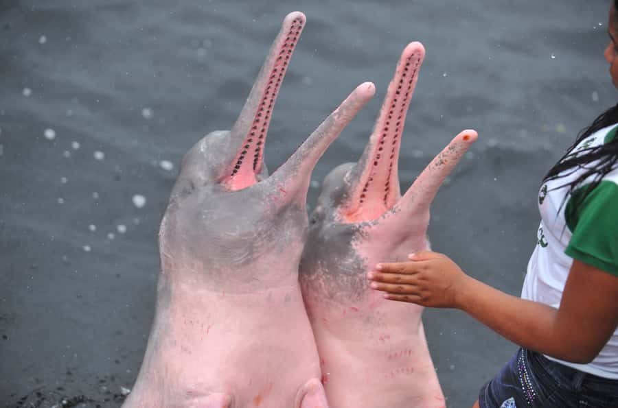 Manaus: Full-Day Tour on the Amazon River - Meeting Dessanos and Tucanos communities