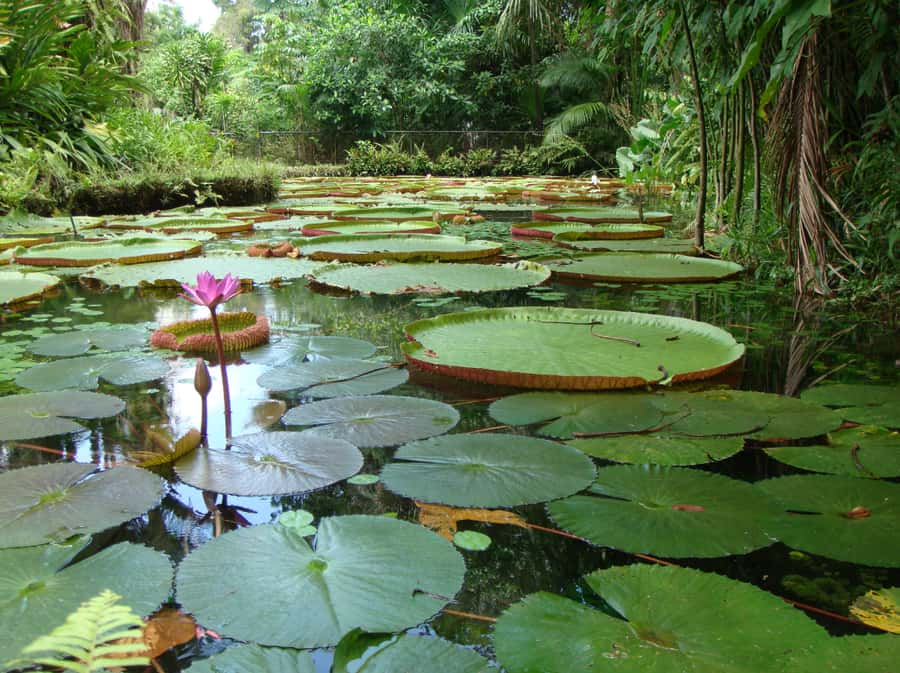 Manaus: Full-Day Tour on the Amazon River - Visiting a pirarucu nursery