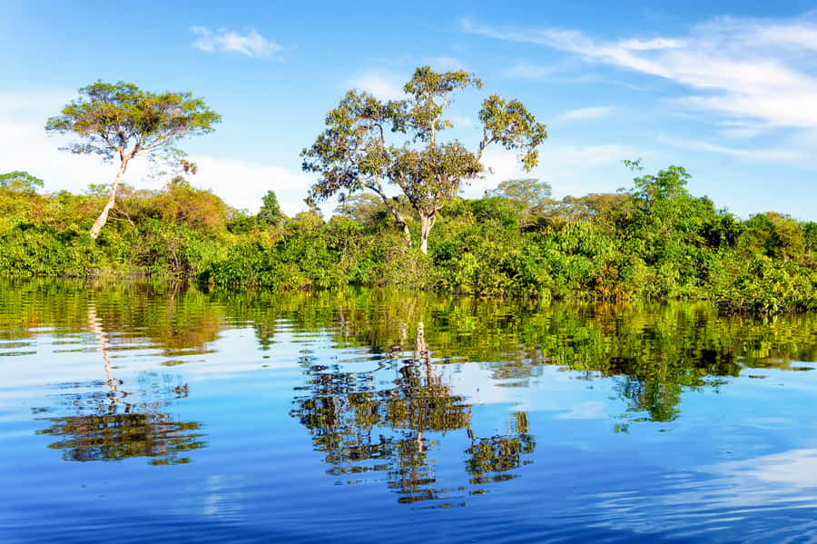 Manaus: Full-Day Tour on the Amazon River - Seeing the Meeting of the Waters near Manaus