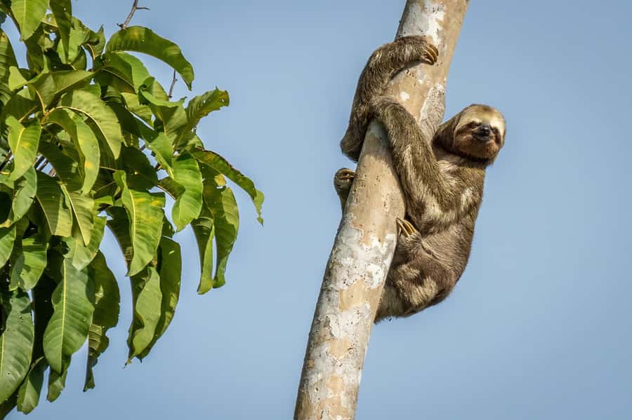 Manaus: Multi-Day Amazon Trip at Tapiri Floating Lodge - Reaching Tapiri from Manaus