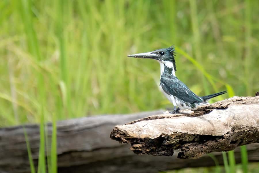 Manaus: Multi-Day Amazon Trip at Tapiri Floating Lodge - Is the $1,100 price fair?