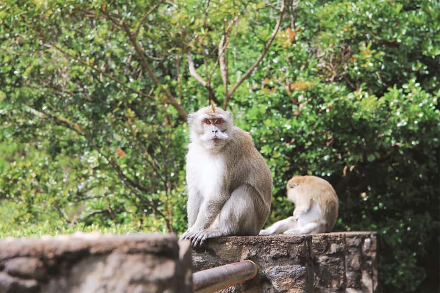 Mauritius: Black River Gorges National Park 3-Hour Hike - Three hours through Black River Gorges