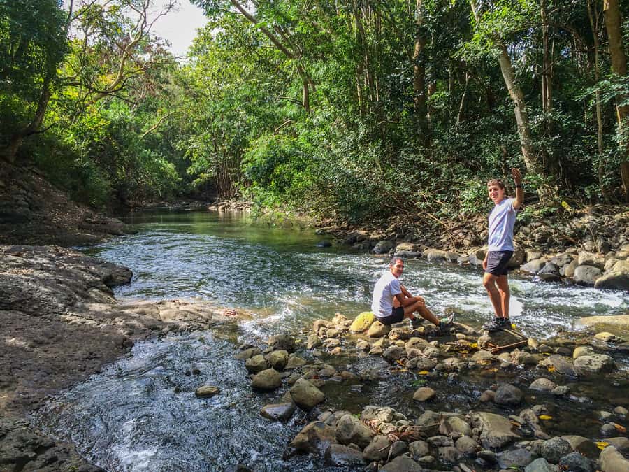 Mauritius: Black River Gorges National Park 3-Hour Hike - Forest plants, monkeys, and giant bats
