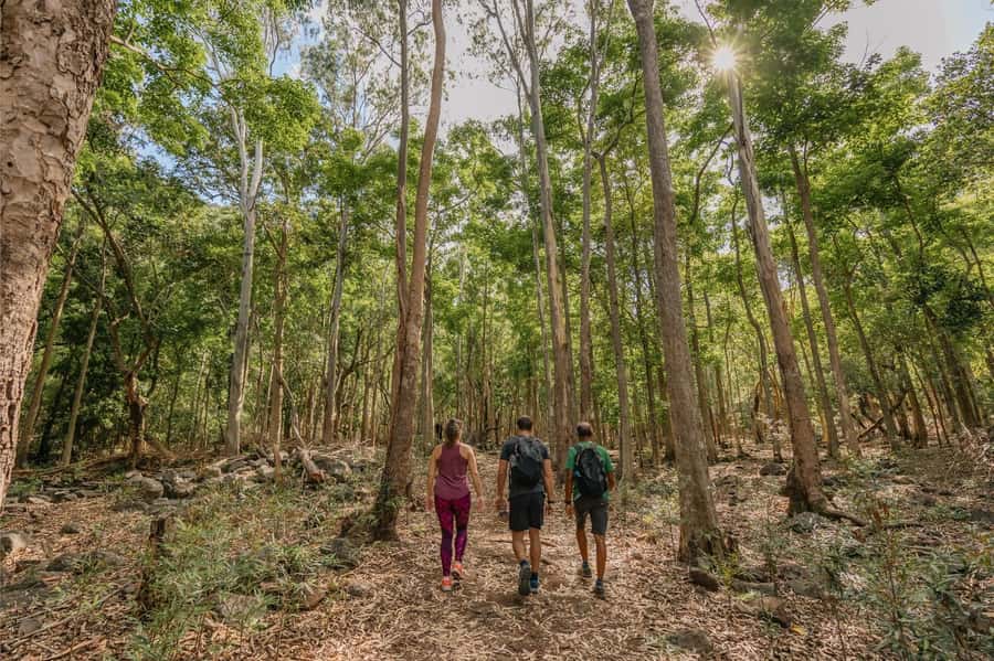 Mauritius: Black River Gorges National Park 3-Hour Hike - Meeting at Riverview Commercial Centre