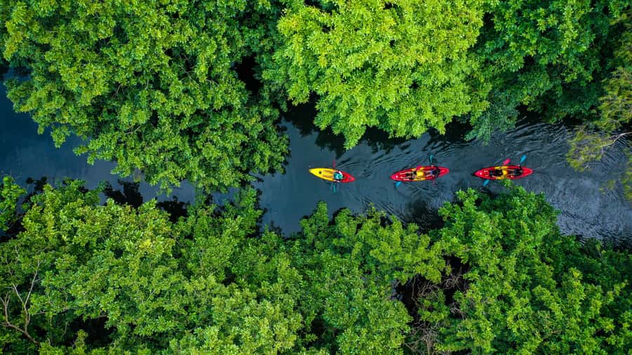 Mauritius: Guided Kayak Tour on Tamarin River - Wildlife without a promise