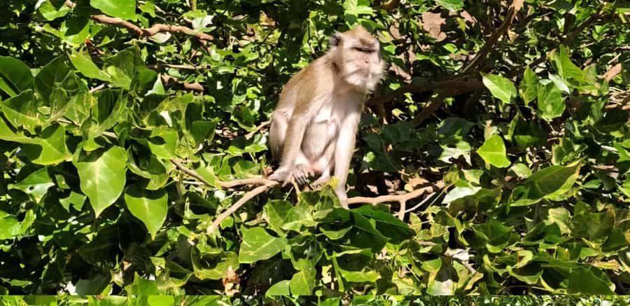 Mauritius: River Guided Kayak Tour with Monkeys - A quiet pause on the river and possible beach time