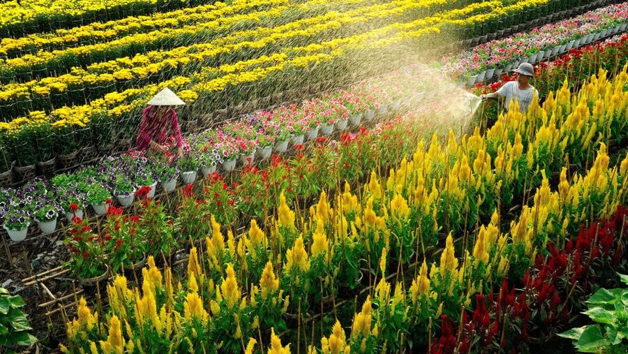 Mekong Delta Tour 2-Day (SaDec – Can Tho - My Tho - Ben Tre) - Key points to know before booking