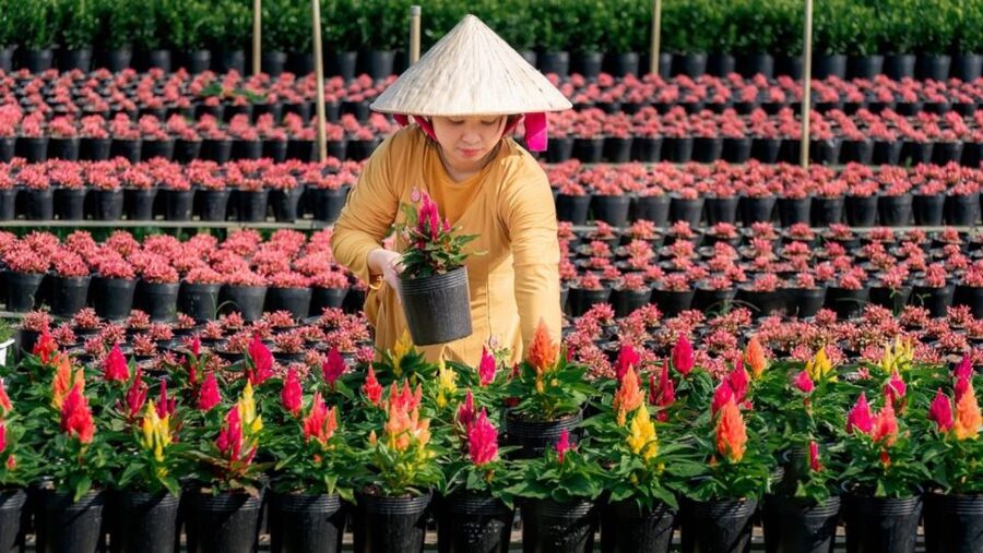 Mekong Delta Tour 2-Day (SaDec – Can Tho - My Tho - Ben Tre) - Why this tour works for a short Mekong Delta visit