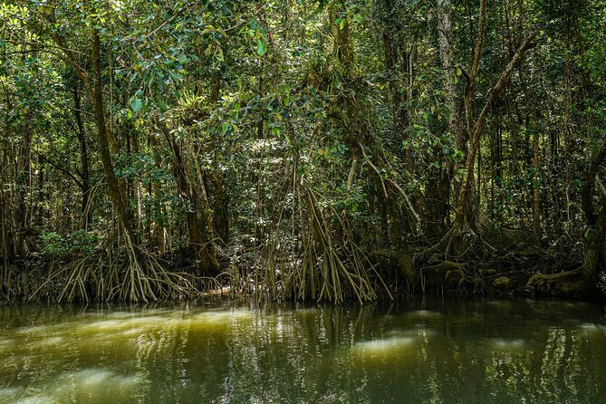 Morning Daintree Tour with River Cruise from Port Douglas - How much is $104.72 worth?