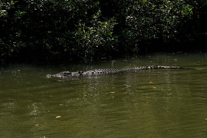 Morning Daintree Tour with River Cruise from Port Douglas - What the guide adds to the morning
