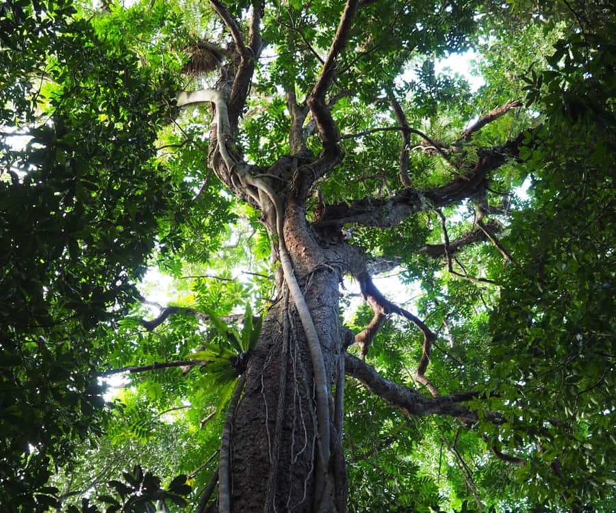 Mossman Gorge: Day Tour with River Drift Experience - Who should book, and who should skip it