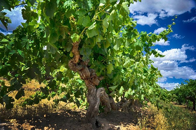 Murray River Day Trip from Adelaide Including Lunch Cruise aboard the Proud Mary - What the $142.73 price includes