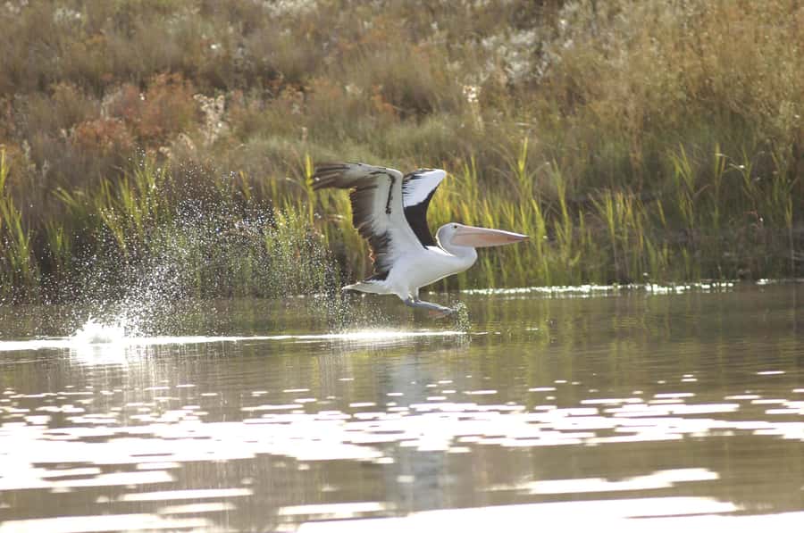Murray River Highlights and Luncheon Cruise - Leaving Adelaide for Mannum