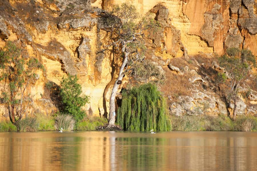 Murray River Highlights and Luncheon Cruise - What makes the cruise special