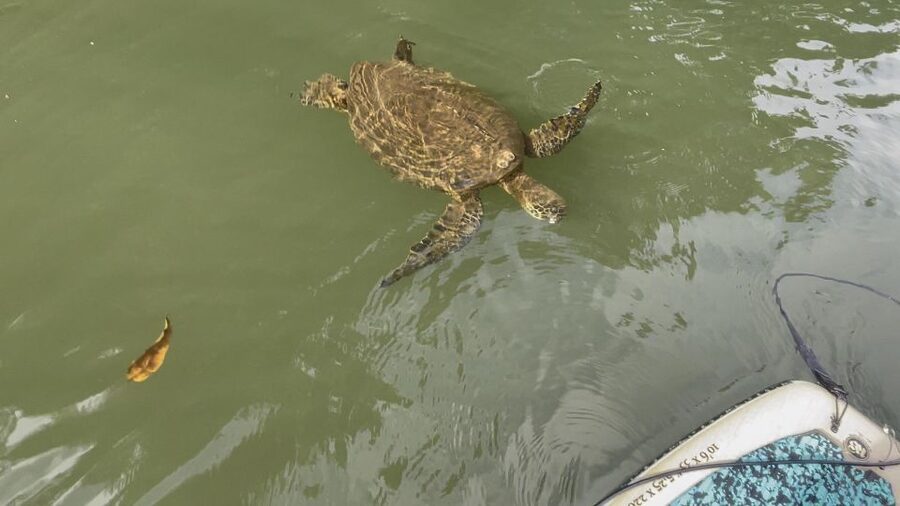 Oahu: North Shore Haleiwa Paddleboard River Adventure - Who will enjoy this Haleiwa paddle