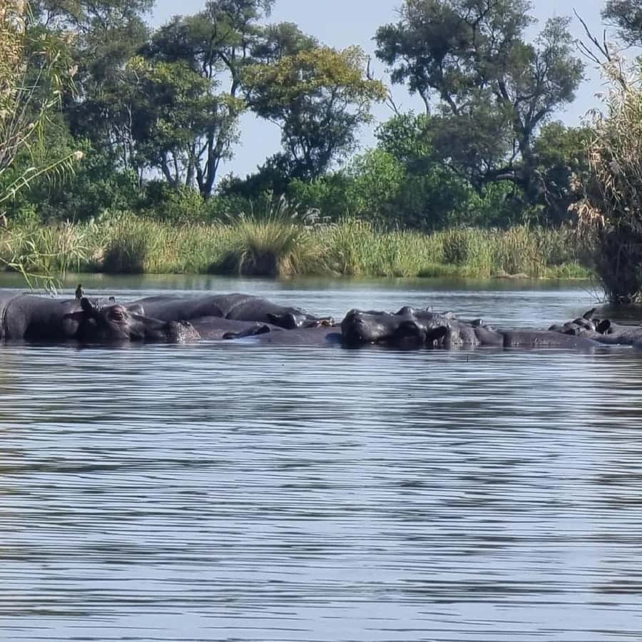 Okavango Delta: Full-Day Mokoro/Canoe Tour All-Inclusive - Entering the Delta by Mokoro