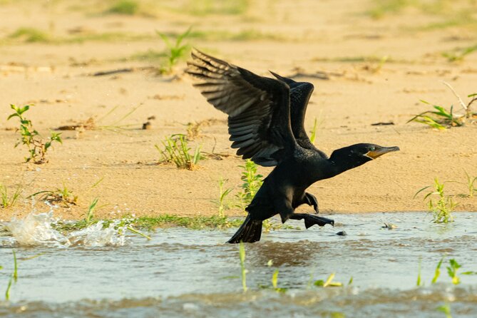 Paraguay River Nature and Wildlife Boat Tour from Asunción - The birding is the real reason to go