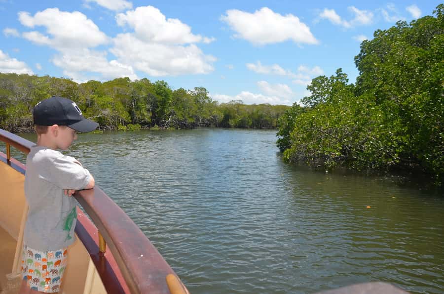 Port Douglas: River Cruise, Crocodile Spotting, Drink/ Snack - Rainforest mountains, islands, and the Port Douglas waterfront