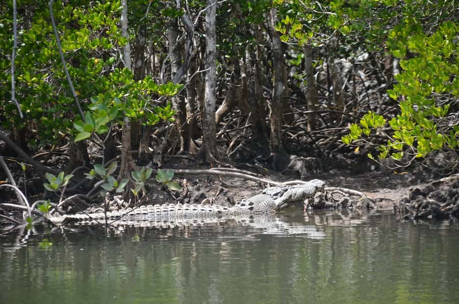 Port Douglas: River Cruise, Crocodile Spotting, Drink/ Snack - The included drink and snack box