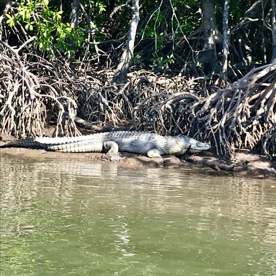 Port Douglas: River Cruise, Crocodile Spotting, Drink/ Snack - Through the mangrove forests
