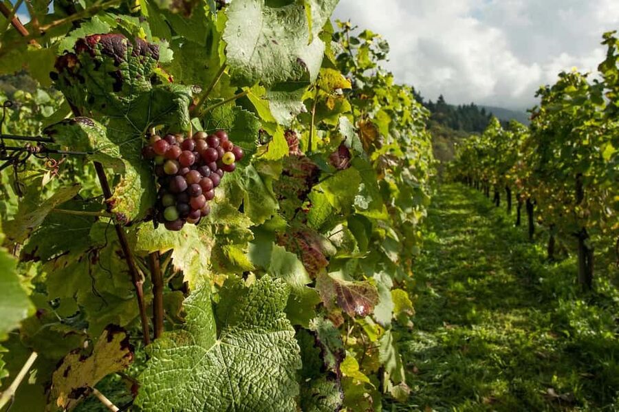 Porto: Douro Valley Tour at 2 Wineries with Lunch and Cruise - What $139 buys you