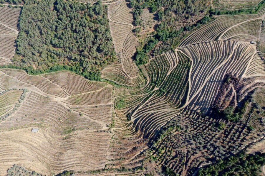 Porto: Douro Valley Tour w/ 3 Tastings, Lunch, & Opt. Cruise - Key points to know before booking