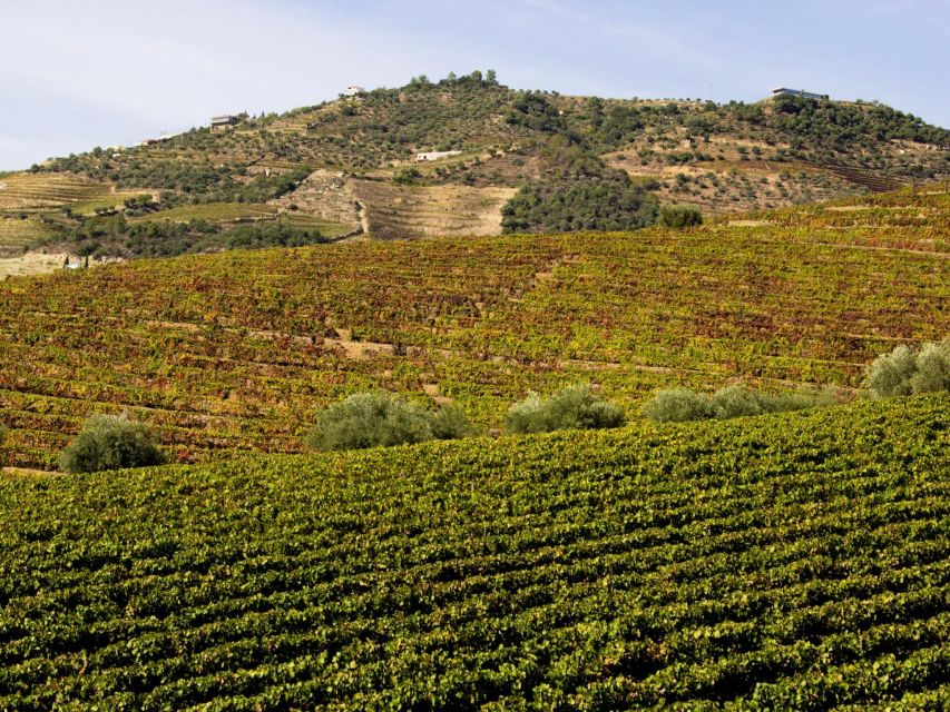 Porto: Douro Valley Tour with 3 vineyards and lunch. - Should you book this Douro Valley day?