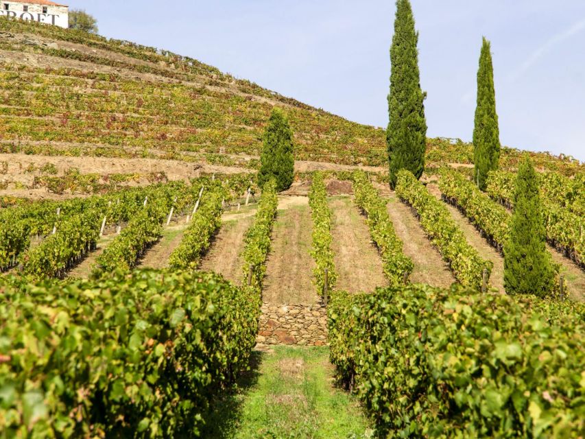 Porto: Douro Valley Tour with 3 vineyards and lunch. - Pinhão and the first estate visit