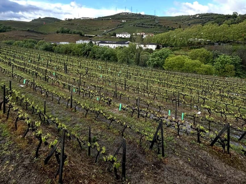 Porto: Douro Valley Tour with 3 Wineries and Lunch - First winery: an early introduction to Port