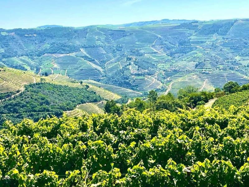 Porto: Douro Valley Tour with 3 Wineries and Lunch - The Sabrosa winery and included lunch