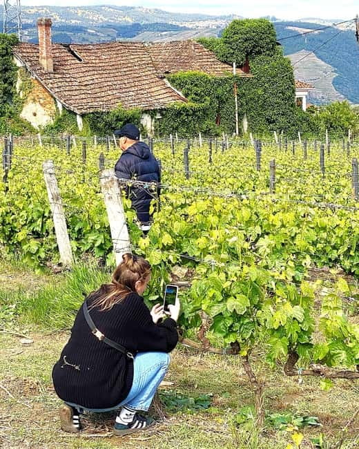 Porto: Douro Valley Tour with 3 Wineries and Lunch - The third winery: wine and olive oil