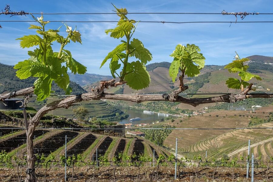 Porto: Douro Valley Wine Tour with a Sommelier & Boat Trip - Who Will Enjoy This Day Most?