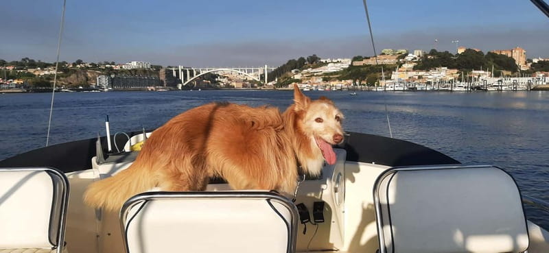 Porto: Private Yacht Tour on Douro River - up to 12 people - Dom Luís Bridge and the six crossings