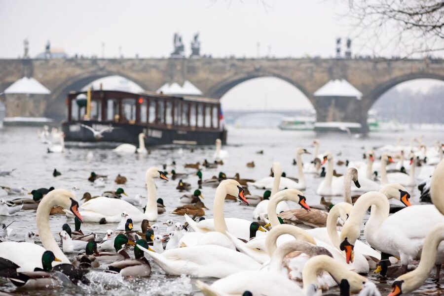 Prague: 1.5-Hour River Boat Cruise and Guided Tour - A short Prague tour with two different moods