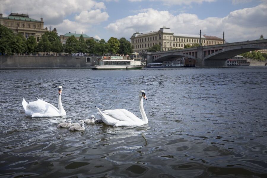 Prague: 3–Hour Castle Grounds Walking Tour and River Cruise - What the guide adds